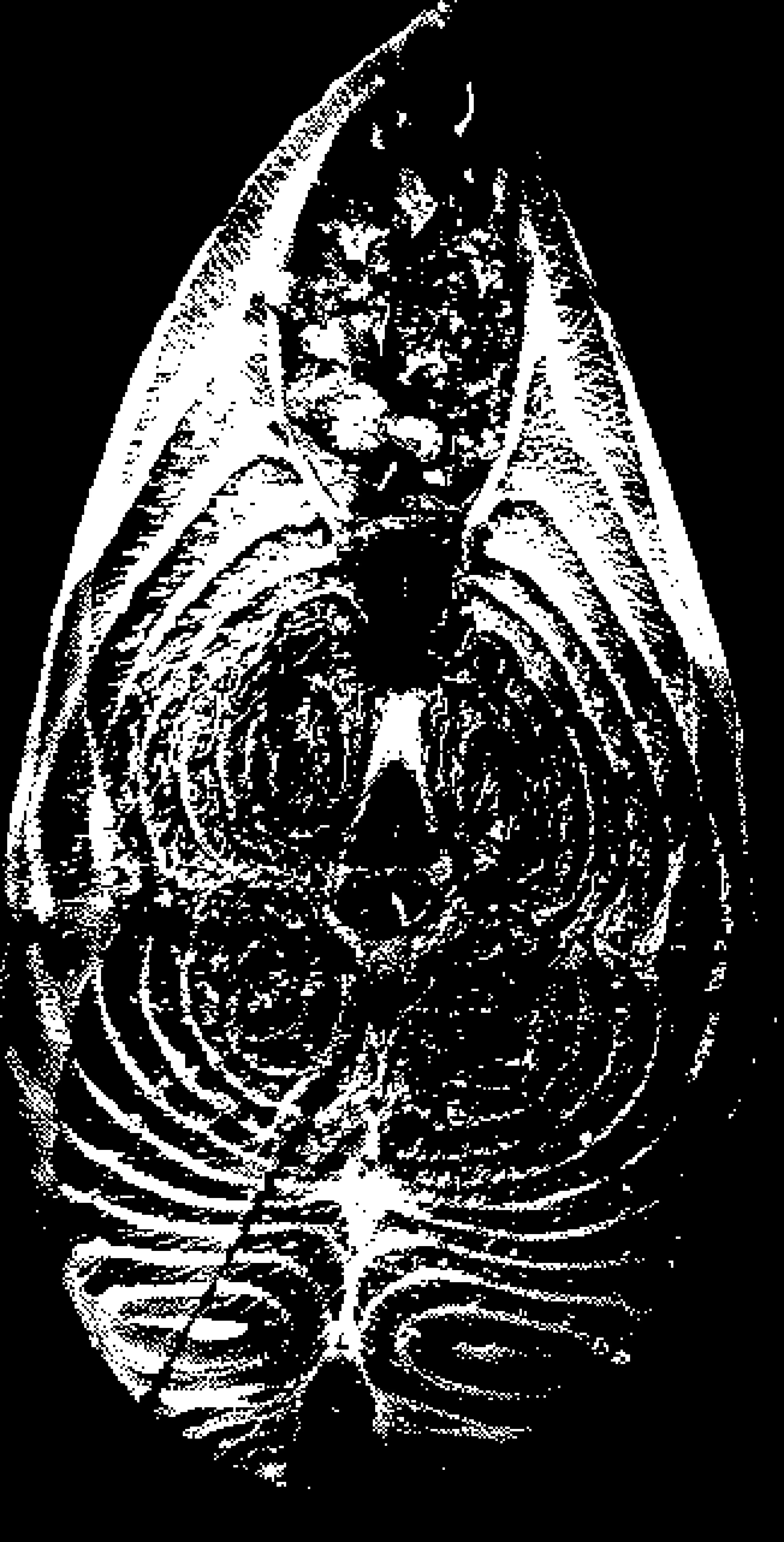 fish-1bit-export